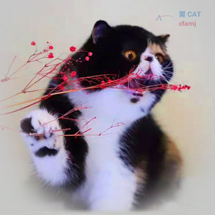 CFA美佳繁育人直营异国短毛猫.同父母小猫在售