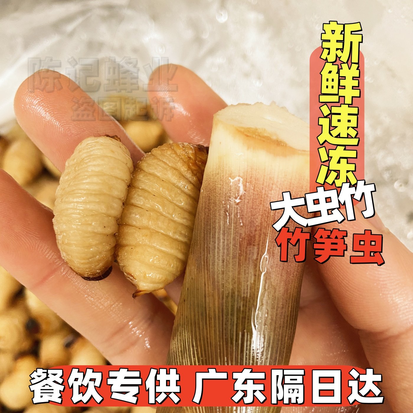 新鲜冰冻大竹虫竹笋虫竹蛆活体速冻广宁竹笋虫网红高蛋白食用昆虫