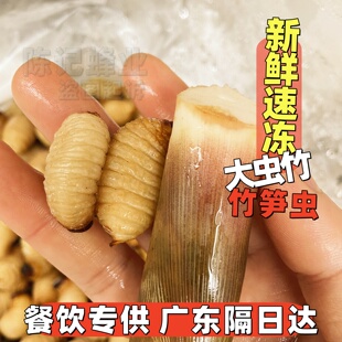 新鲜冰冻大竹虫竹笋虫竹蛆活体速冻广宁竹笋虫网红昆虫标本材料