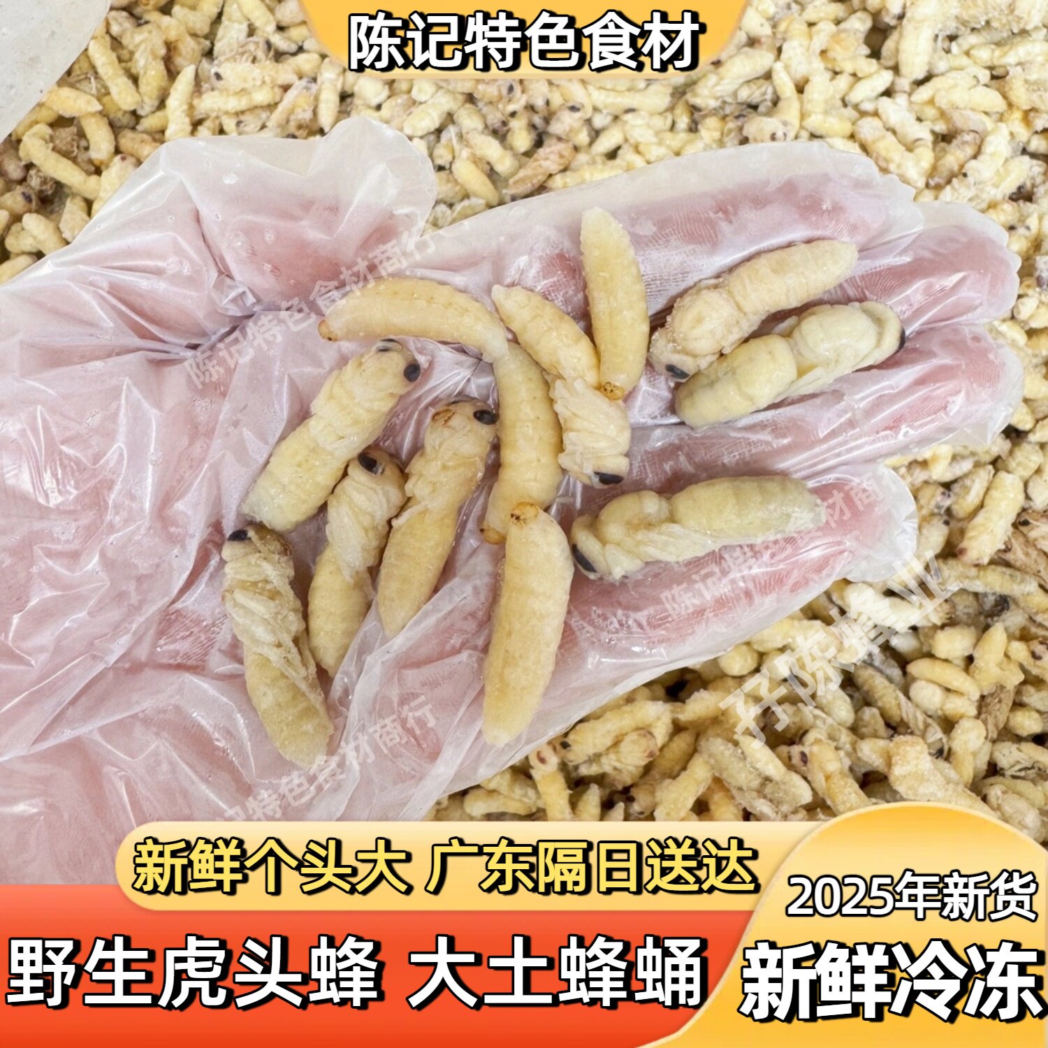 蜂蛹马蜂蛹1-2级新鲜冷冻