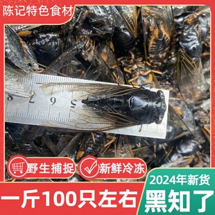 2025新正宗黑知了新鲜活体冷冻黑蝉老蝉爬叉猴飞蝉非金蝉知了猴