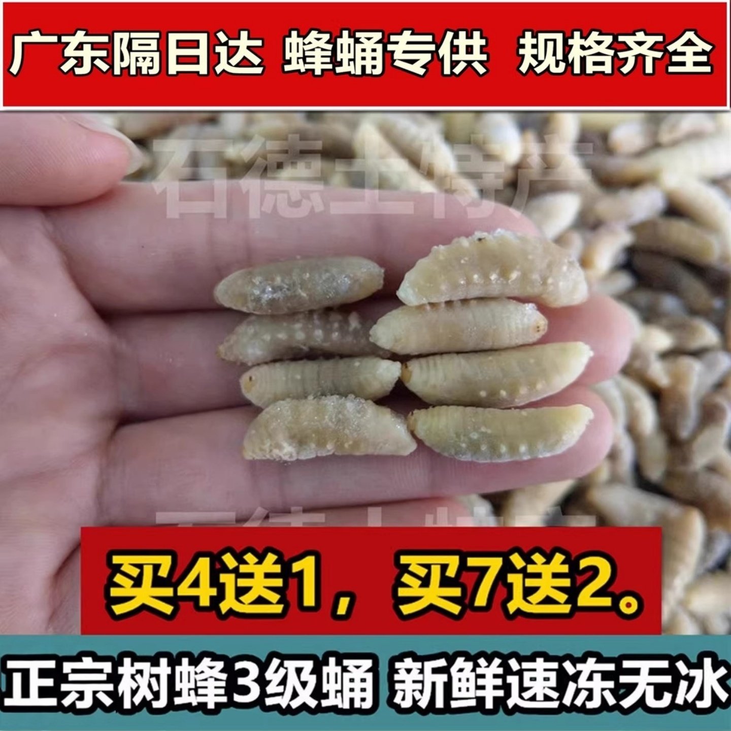 正宗3级蜂蛹速冻精选树蜂蛹马蜂蛹葫芦蜂蛹胡蜂蛹昆虫标本材料