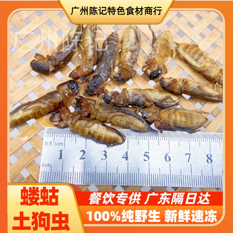 野生新鲜速冻蝼蛄蝲蝲蛄土狗土狗仔土狗虫草狗网红高蛋白食用昆虫
