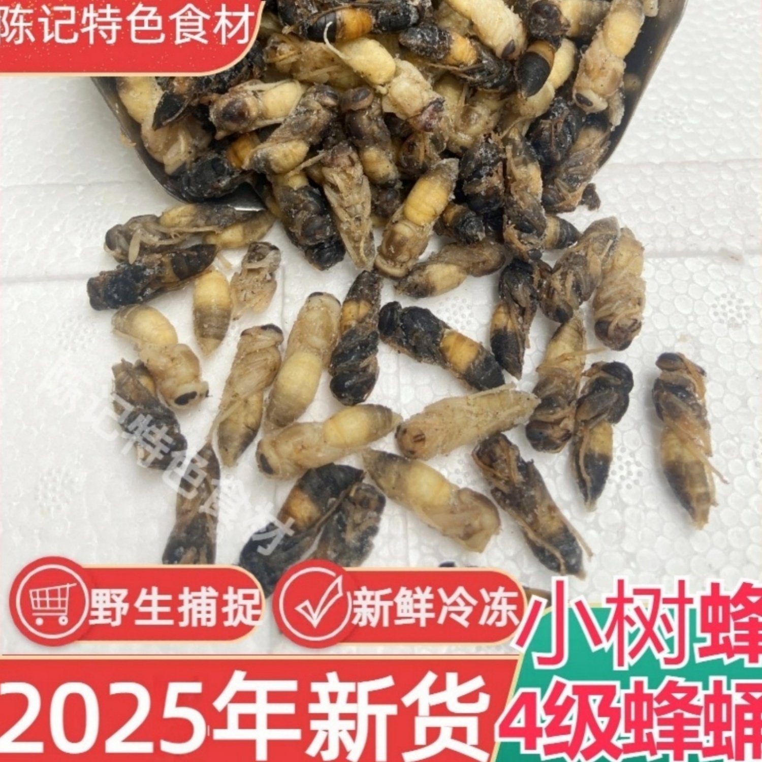 树蜂马蜂蛹精选冷冻4级蛹