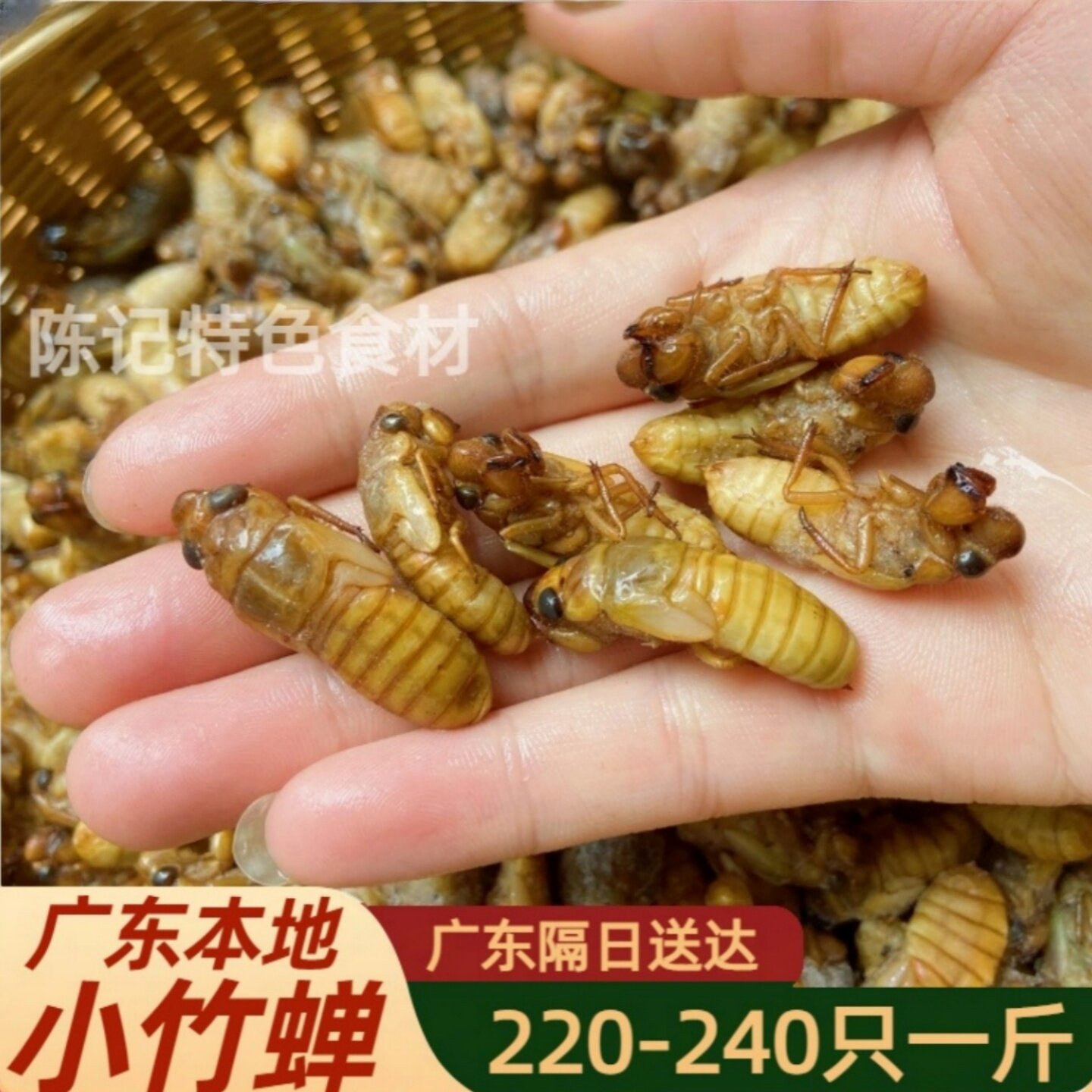 新鲜速冻正宗小金蝉广东本地小竹蝉蝉蛹爬叉猴农产品昆虫标本材料