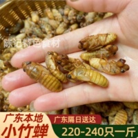 新鲜速冻正宗小金蝉广东本地小竹蝉蝉蛹爬叉猴农产品昆虫标本材料