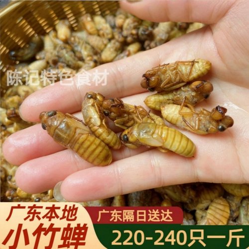 小竹蝉金蝉广东本地新鲜速冻