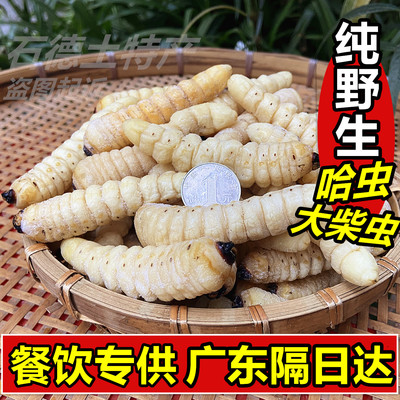 大柴虫木虫食用昆虫哈虫新鲜冷冻