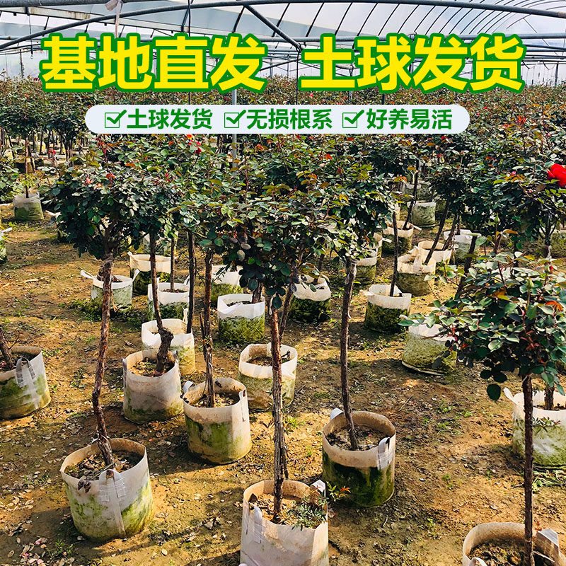 棒棒糖月季庭院树状大色藤嫁接庭院大花浓香藤本杆树形月季树桩