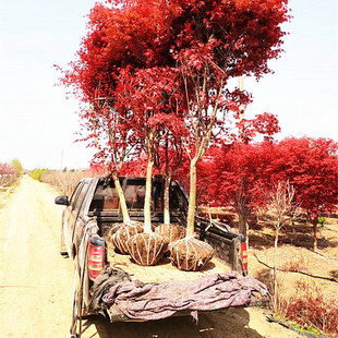 日本红枫盆景四季 花卉盆栽植物红舞姬室内枫树红枫叶花木好养树苗