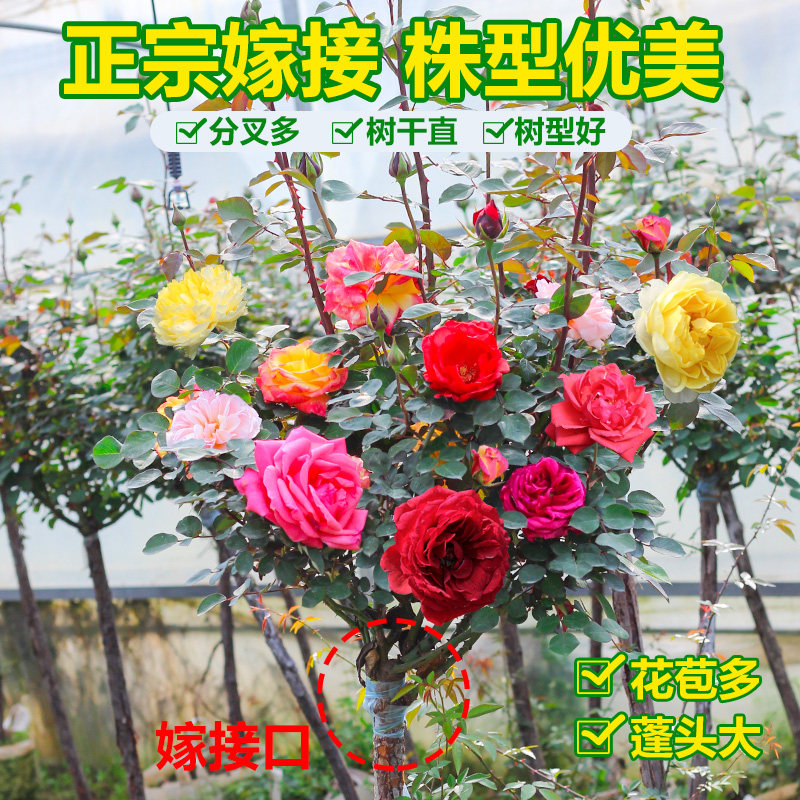 食用玫瑰花苗法国大马士革玫瑰平阴玫瑰嫁接树桩大花玫瑰月季花苗