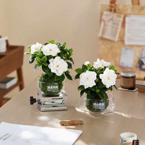 【浓香四溢】栀子花苔藓球