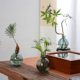 ins水培植物发财树室内水养净化空气春羽四季 好养绿萝客厅小盆栽