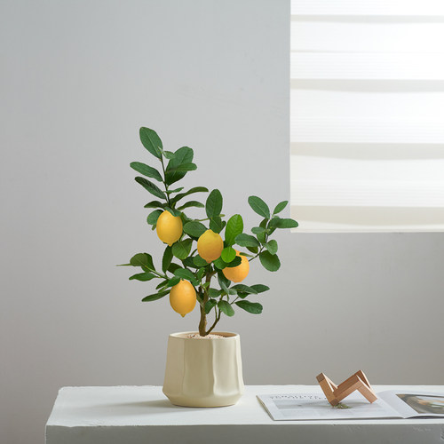 香水柠檬树阳台可食用盆栽