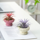 空气凤梨办公室内桌面无土绿植小盆栽创意植物懒人好养 嘿凤梨