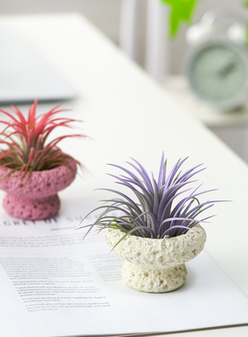 【嘿凤梨】空气凤梨办公室内桌面无土绿植小盆栽创意植物懒人好养