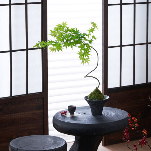 造型流泉枫苔藓球水培