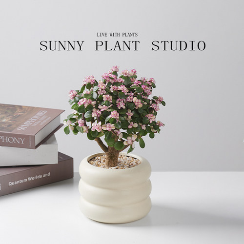 花开富贵金枝玉叶棒棒糖多肉盆栽