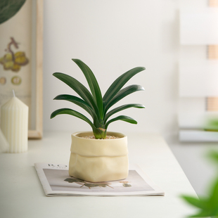 君子兰花办公室内盆栽开花绿植四季懒人好养送老师桌面好物摆件