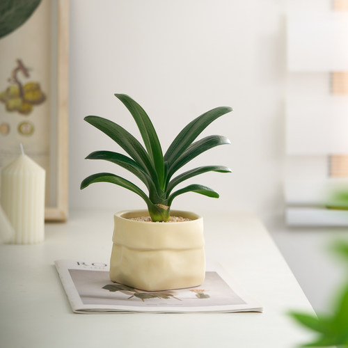 君子兰花办公室内盆栽开花绿植