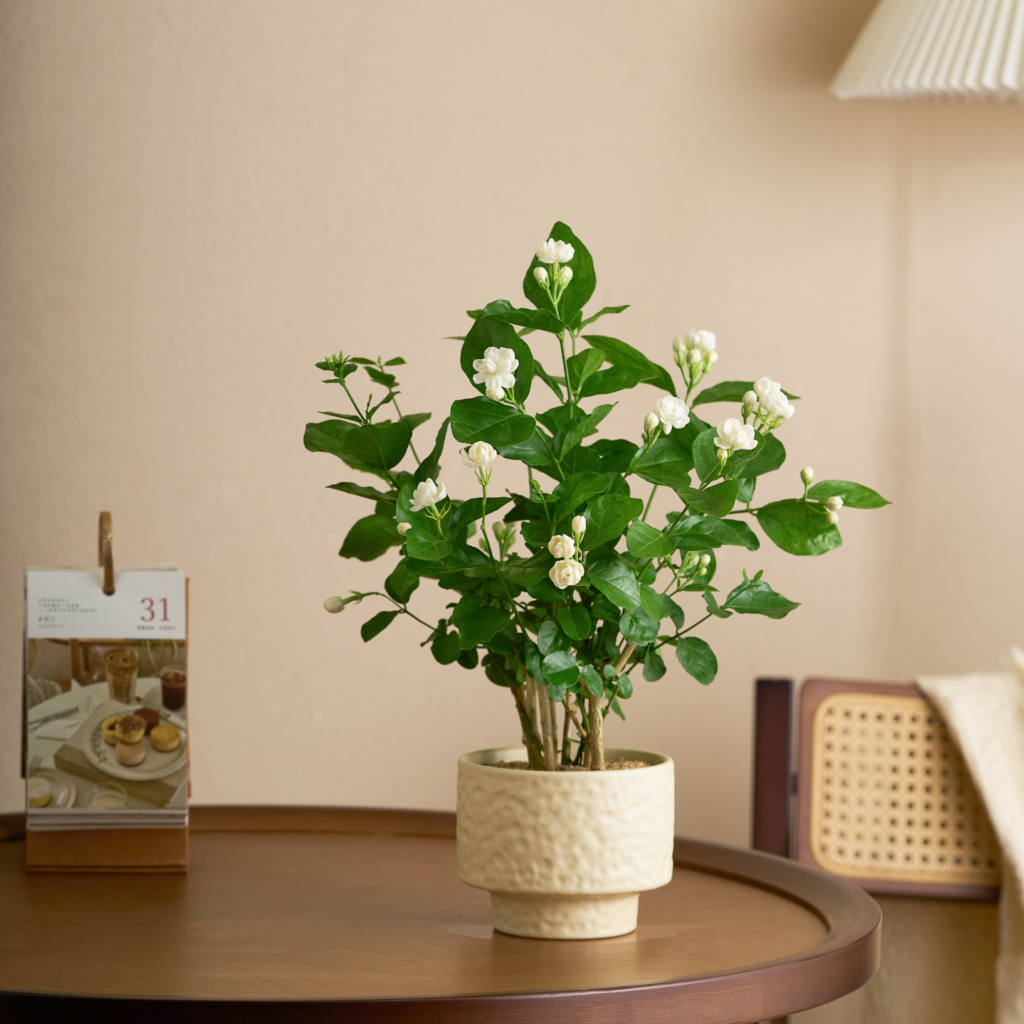 茉莉花盆栽中古诧寂风老桩带花苞
