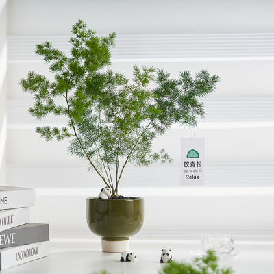 放青松蓬莱松熊猫主题植物办公室内四季常青绿植小盆栽花卉摆件