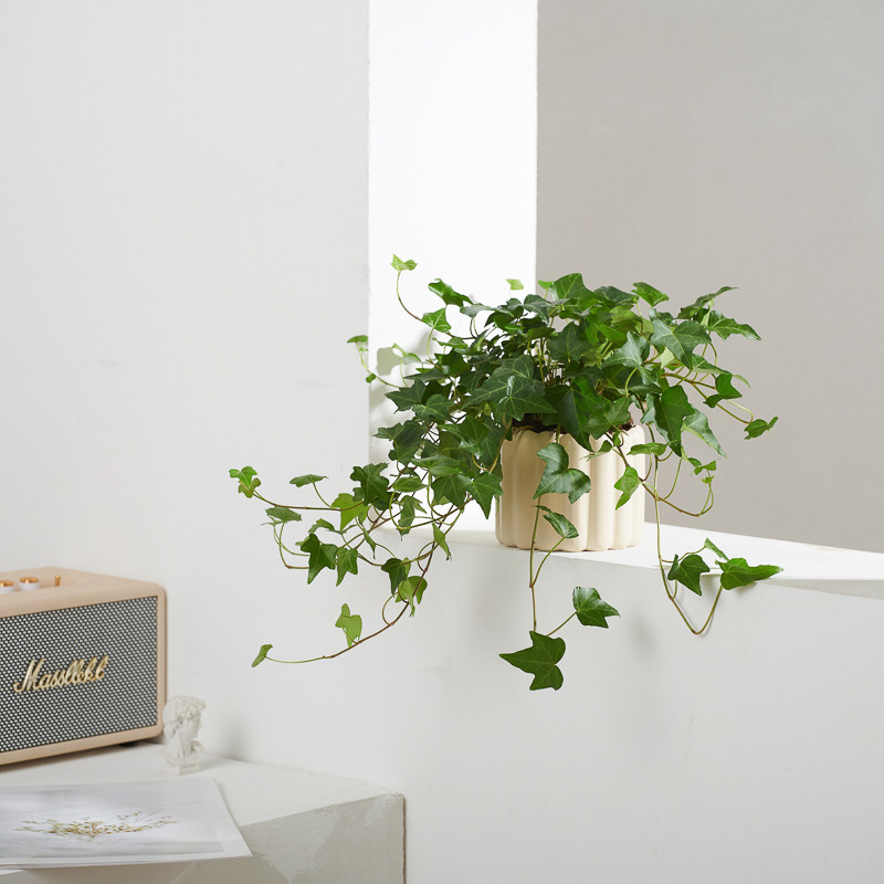 懒人植物常春藤盆栽花卉植物室内花苗垂吊爬藤绿植净化空气,鲜花速递/花卉仿真/绿植园艺,绿植,淘宝优惠券,粉丝福利购,淘宝优惠卷