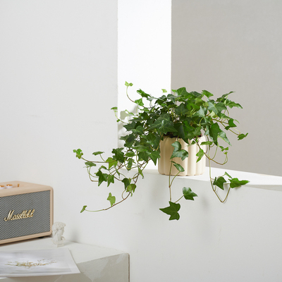 常春藤盆栽花卉植物净化空气