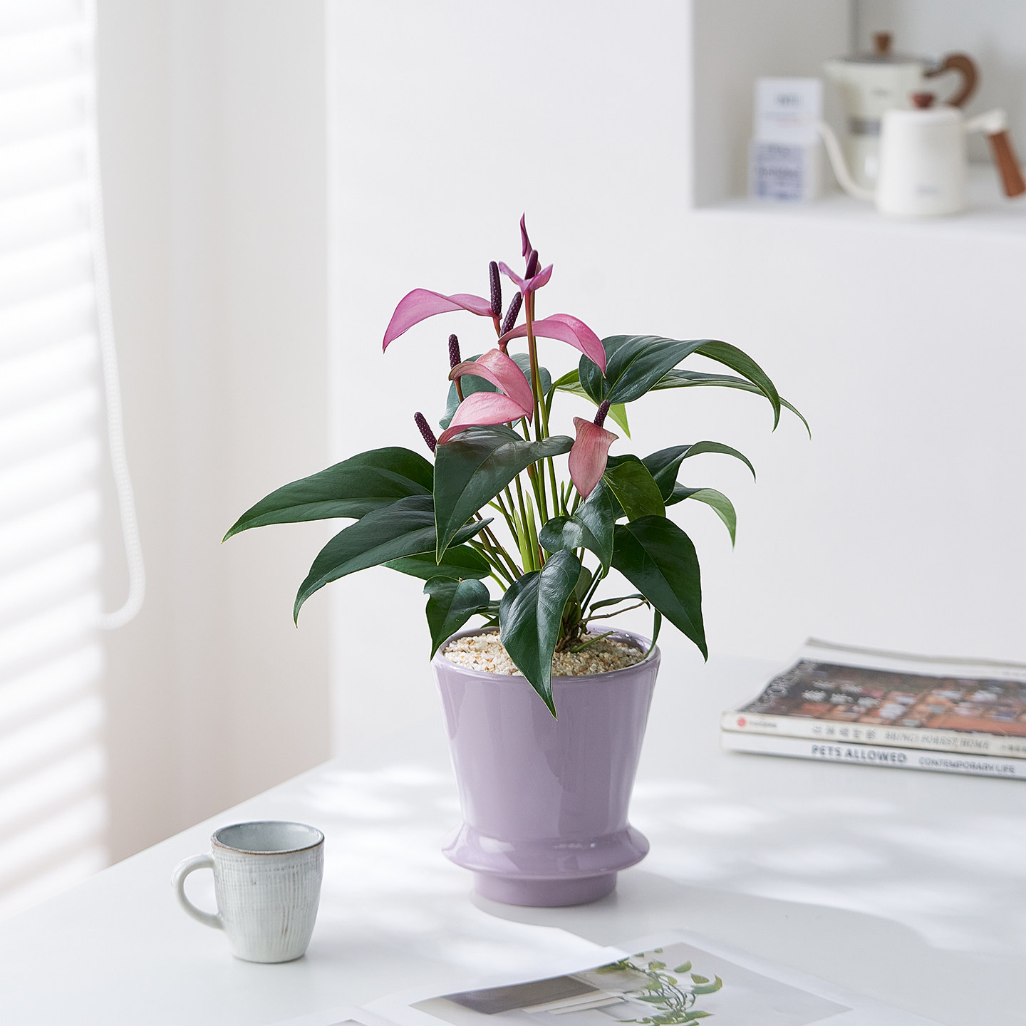 齐祖紫掌紫香妃进口花卉办公室内客厅好养观花盆栽高级桌面摆件