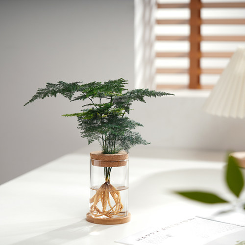 水培植物文竹盆栽室内懒人好养四季常青办公室内花卉绿植摆件