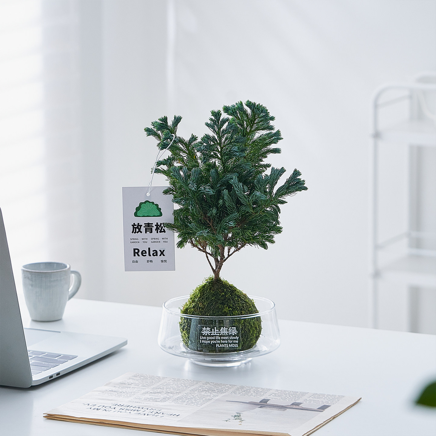 【放青松】蓝松苔藓球蓝湖柏绿植水培好养办公室内客厅桌面摆件,鲜花速递/花卉仿真/绿植园艺,绿植,淘宝优惠券,粉丝福利购,淘宝优惠卷