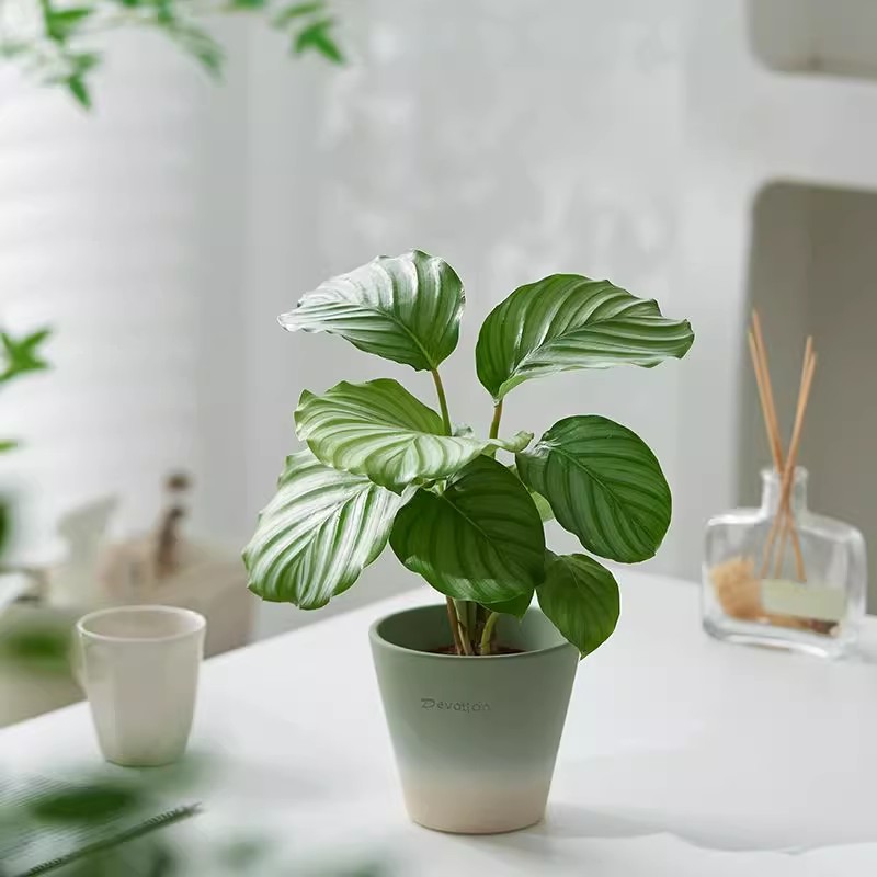 北欧室内ins风马卡龙绿植办公室桌面摆件盆栽花卉除甲醛净化空气