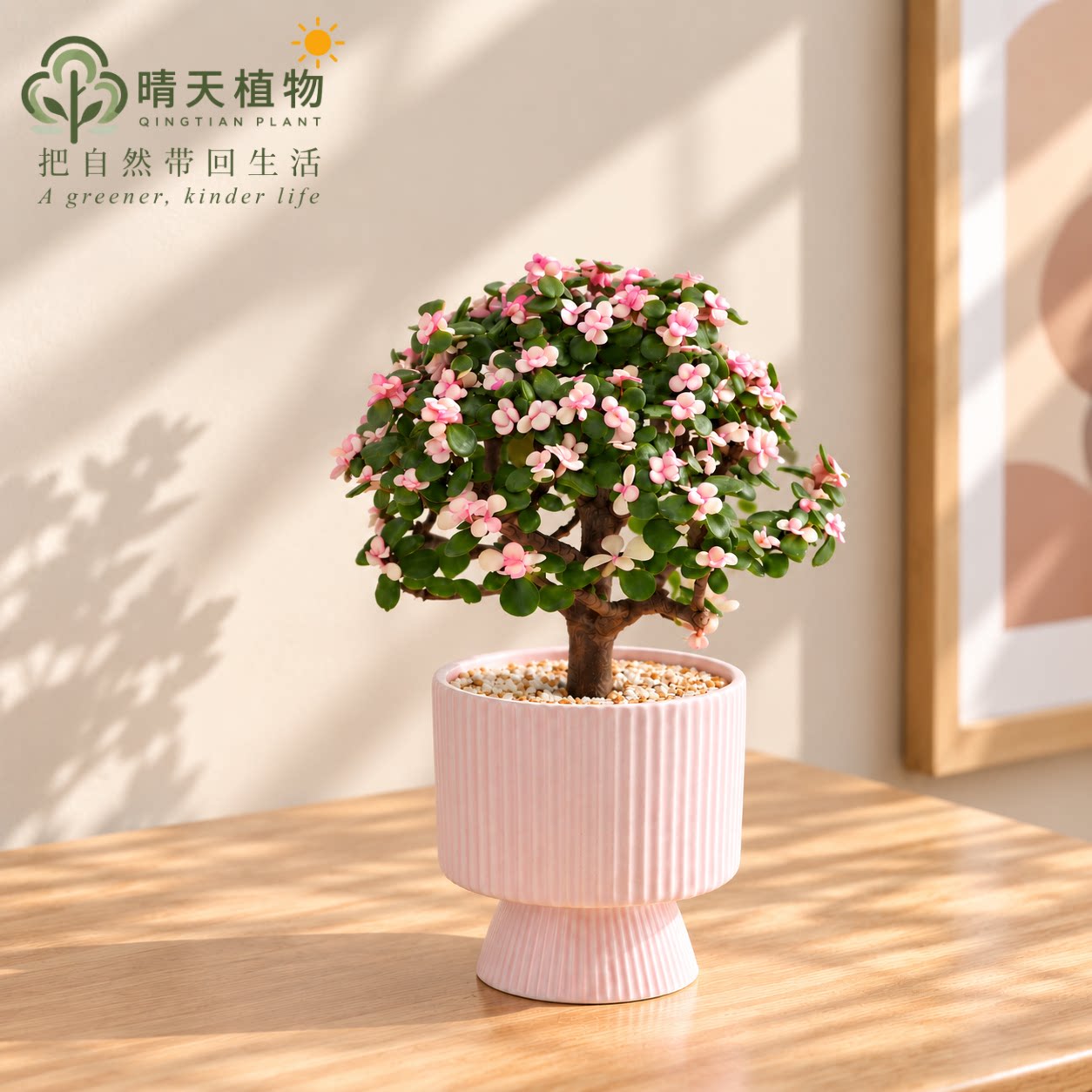 金枝玉叶造型多肉盆景 办公室客厅阳台桌面小绿植花卉懒人好养图片
