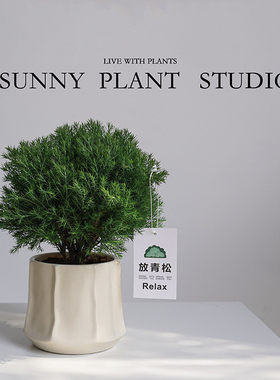 放青松雾凇盆栽客厅办公室内工位绿植净化空气创意盆景好养活摆件