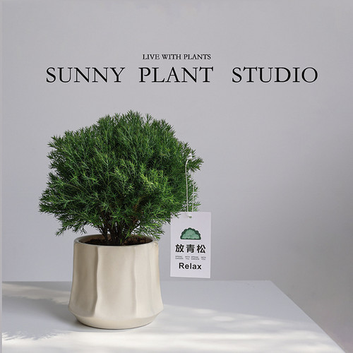 雾凇创意盆栽办公室好养绿植