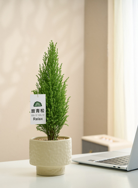 【放轻松】小香松金冠柏盆栽客厅办公室内桌面绿植小摆件净化空气