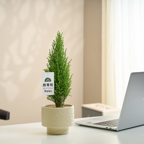 【工位绿植】放青松，懒人好养