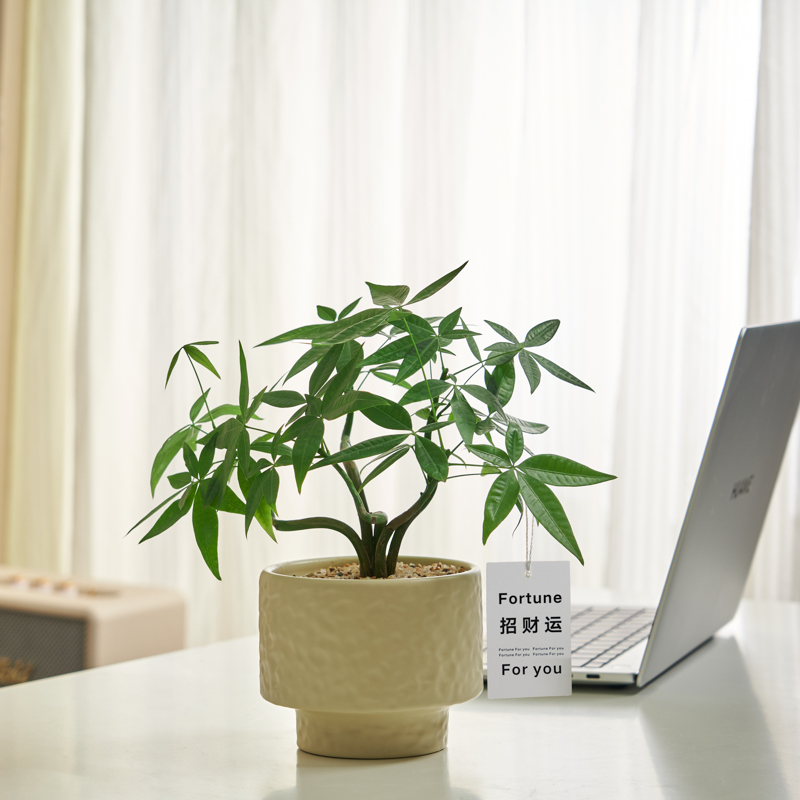 【招财】奇趣发财树工位绿植