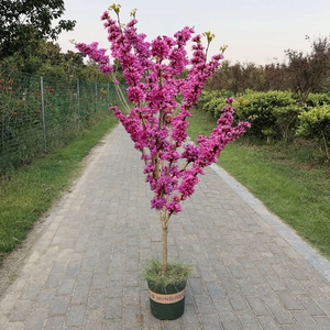 庭院绿化苗木 紫荆花苗 紫荆树苗 满条红紫荆小苗樱花树苗工程苗