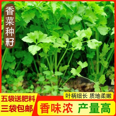 香菜四季阳台盆栽种子