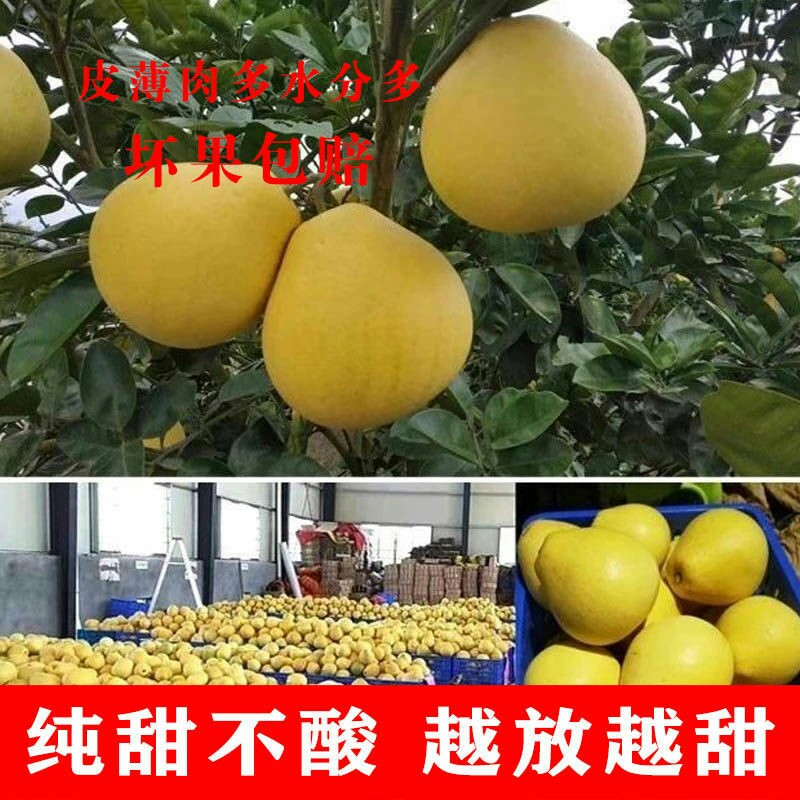 新鲜现摘安福蚕子柚子金兰柚井冈蜜柚金沙冰糖柚包邮江西名柚10斤