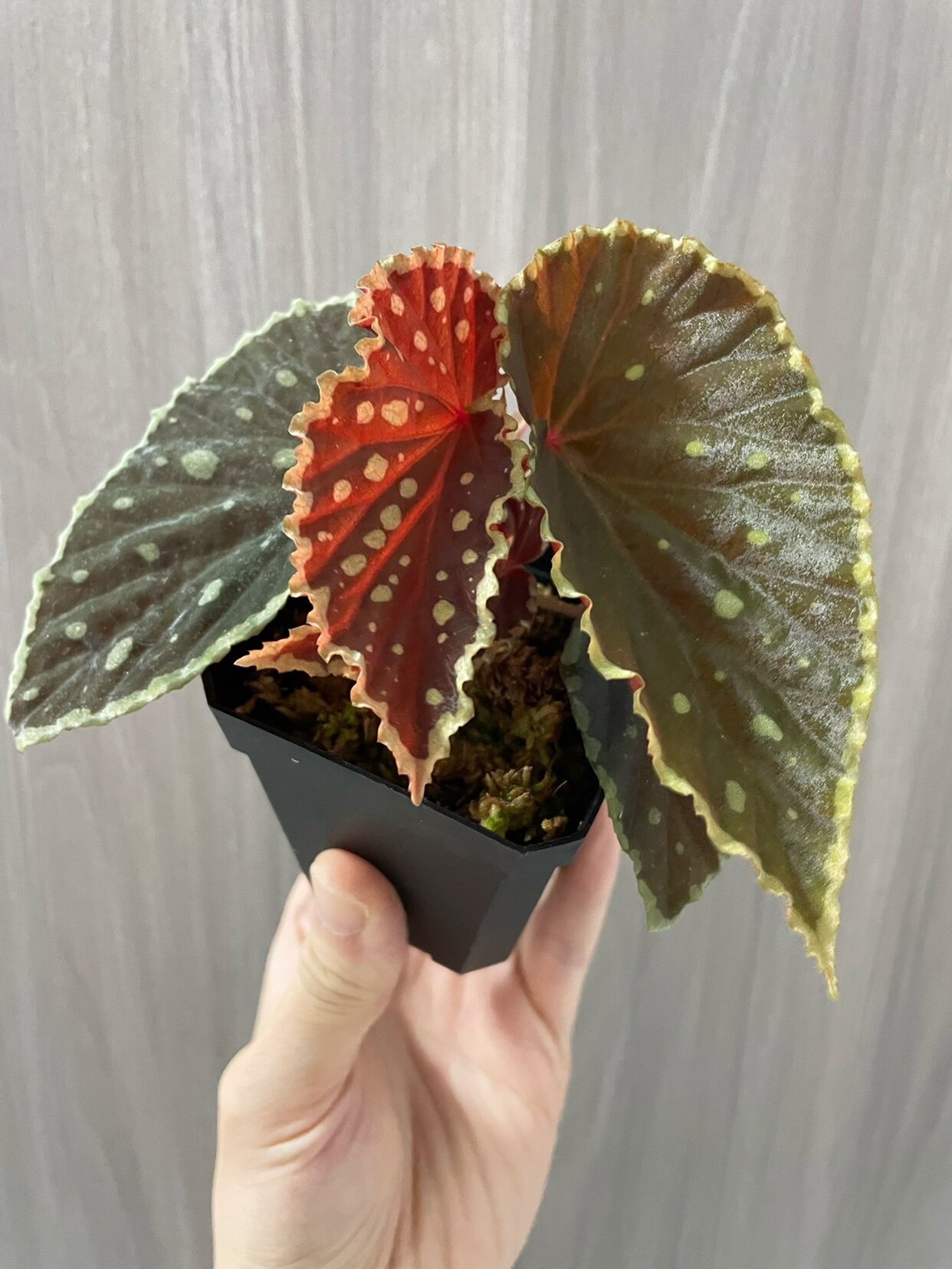 波点黑武士秋海棠