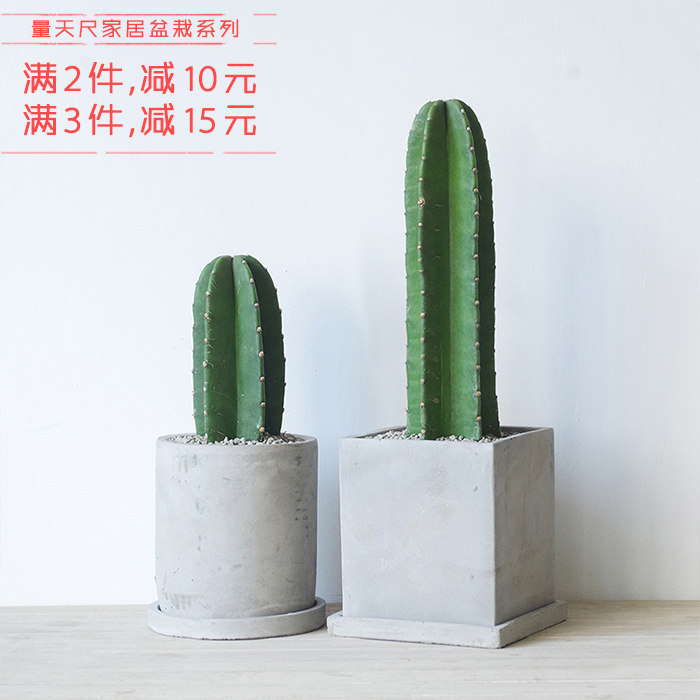 屿路生活量天尺多肉植物盆栽仙人掌水泥花盆带盆带土包邮