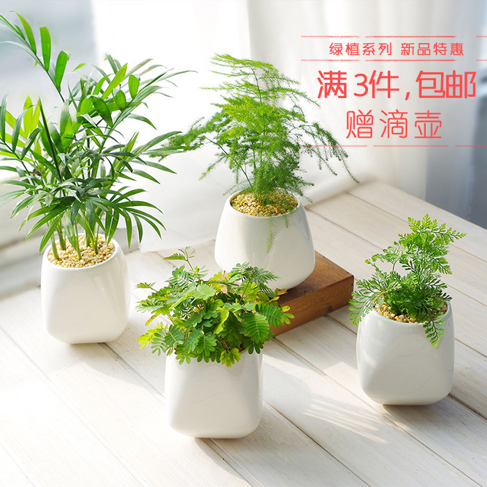 屿路绿植盆栽绿萝花卉植物桌面迷你花盆净化空气微景观满3件包邮