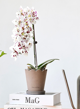 创意蝴蝶兰盆栽植物花盆客厅异形陶瓷兰花陶盆装饰摆件轻奢高级感