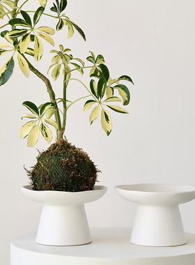 白色高脚花盘苔藓球陶瓷花盆一叶蕨造景插花平盘茶席摆件高足禅意