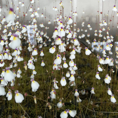 食虫植物-海妖女狸藻Utricularia parthenopipes捕蝇草茅膏菜