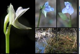 食虫植物-紫花狸藻Utricularia uliginosa捕蝇草茅膏菜捕虫堇