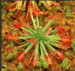 食虫植物-纽喀里多尼亚茅膏菜 Drosera neocaledonica 高级 稀有