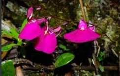 食虫植物-奎尔奇狸藻(附生) utricularia quelchii 高级 稀有